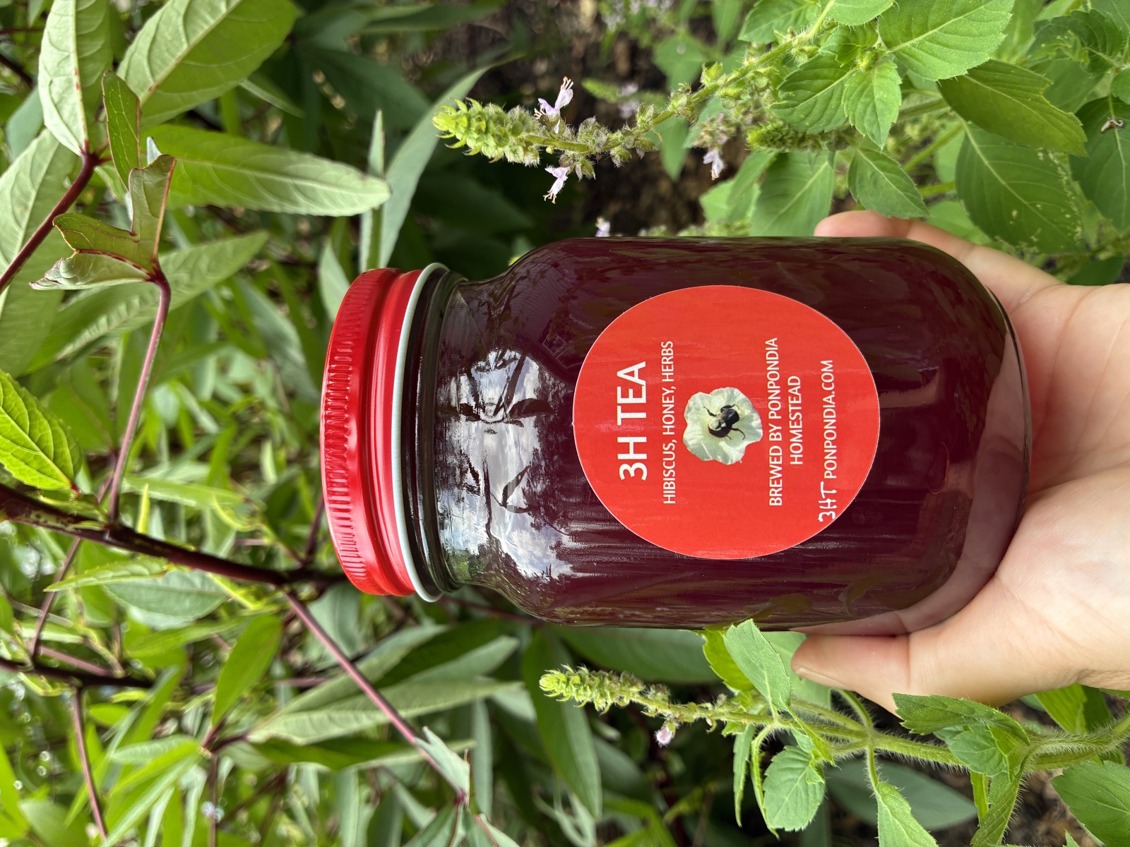 Jar of 3H Tea hibiscus honey herb tea